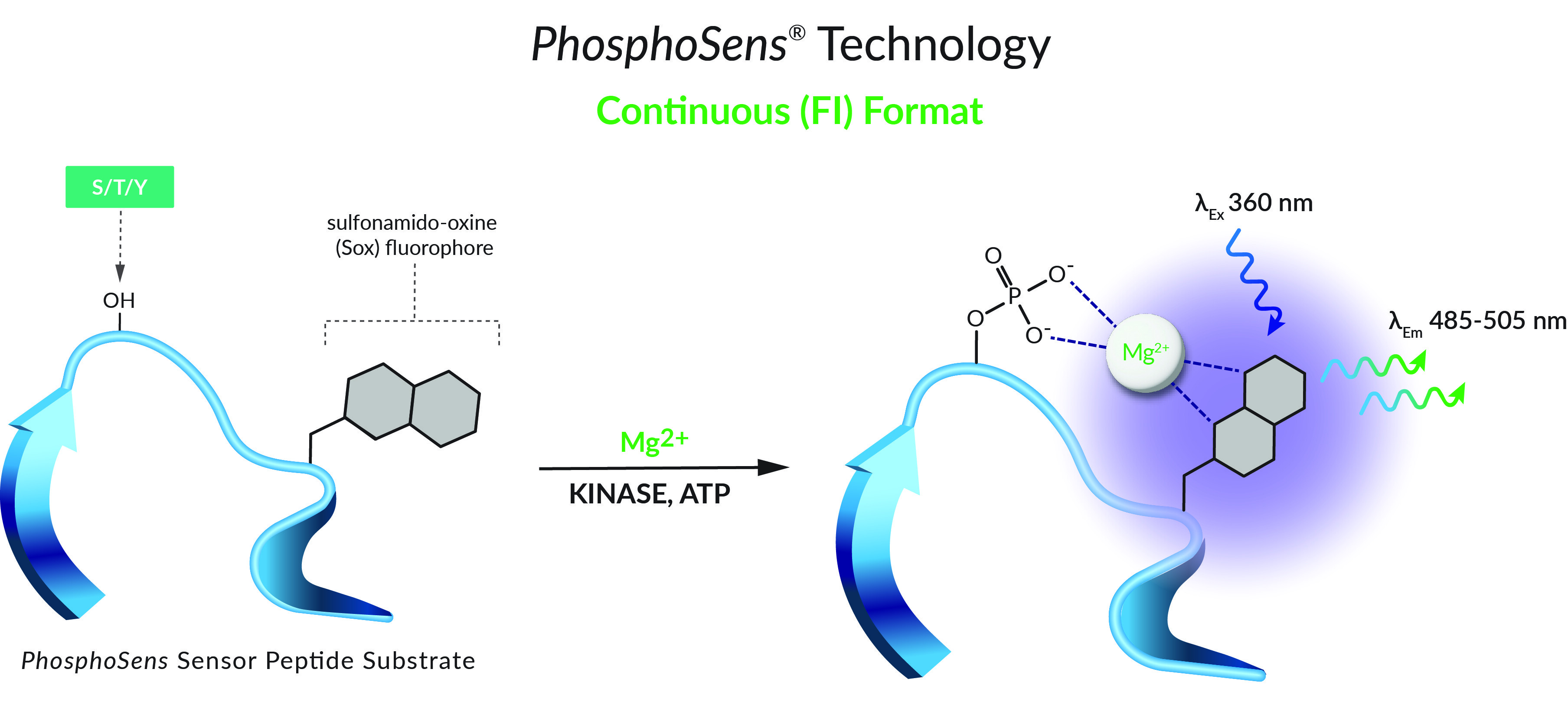 PhosphoSensExtended_Continuousonly