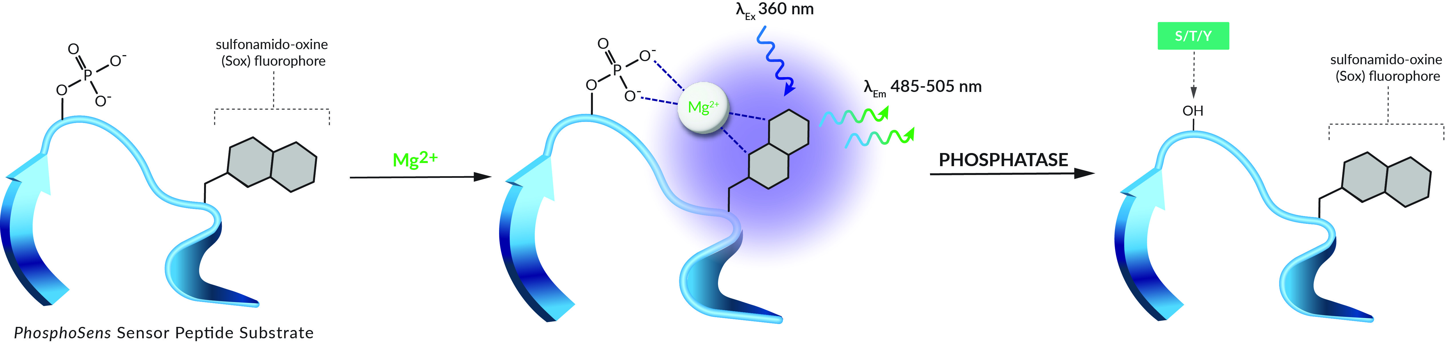 PhosphoSensExtended_Phosphatase